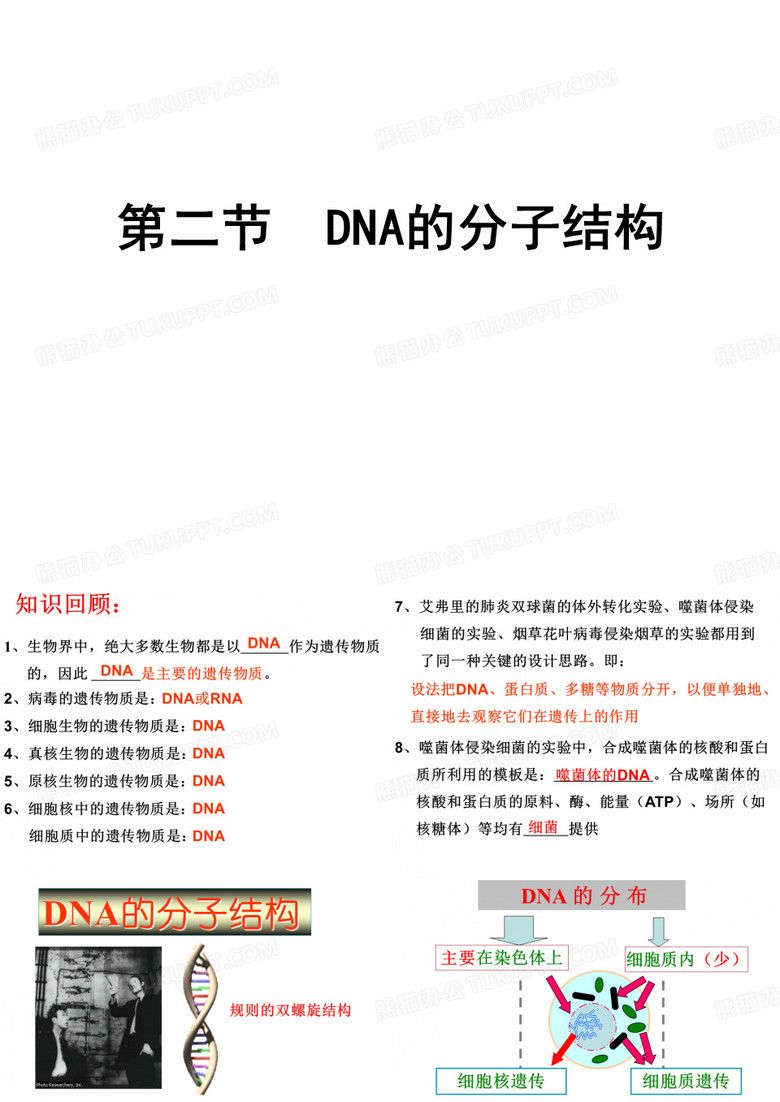 DNA的分子结构