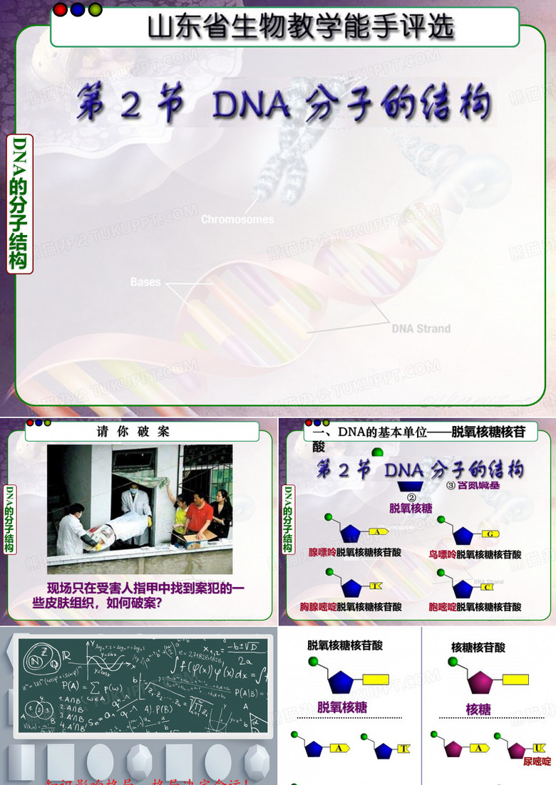 DNA分子结构