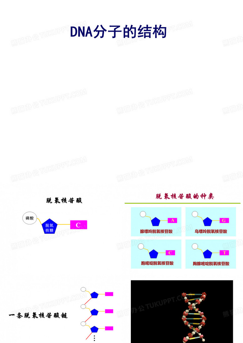 DNA分子的结构