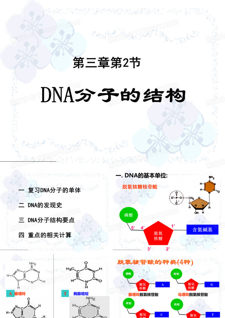 DNA分子的结构