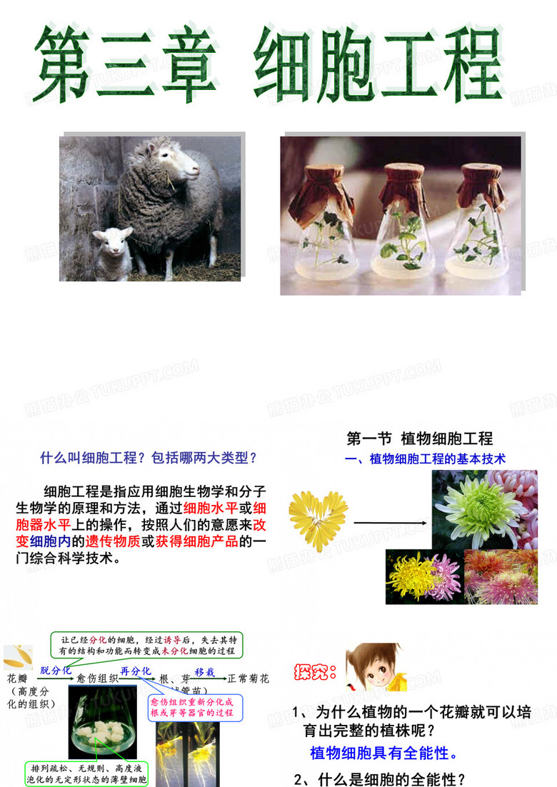 植物细胞工程
