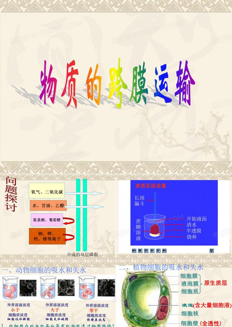 主动运输
