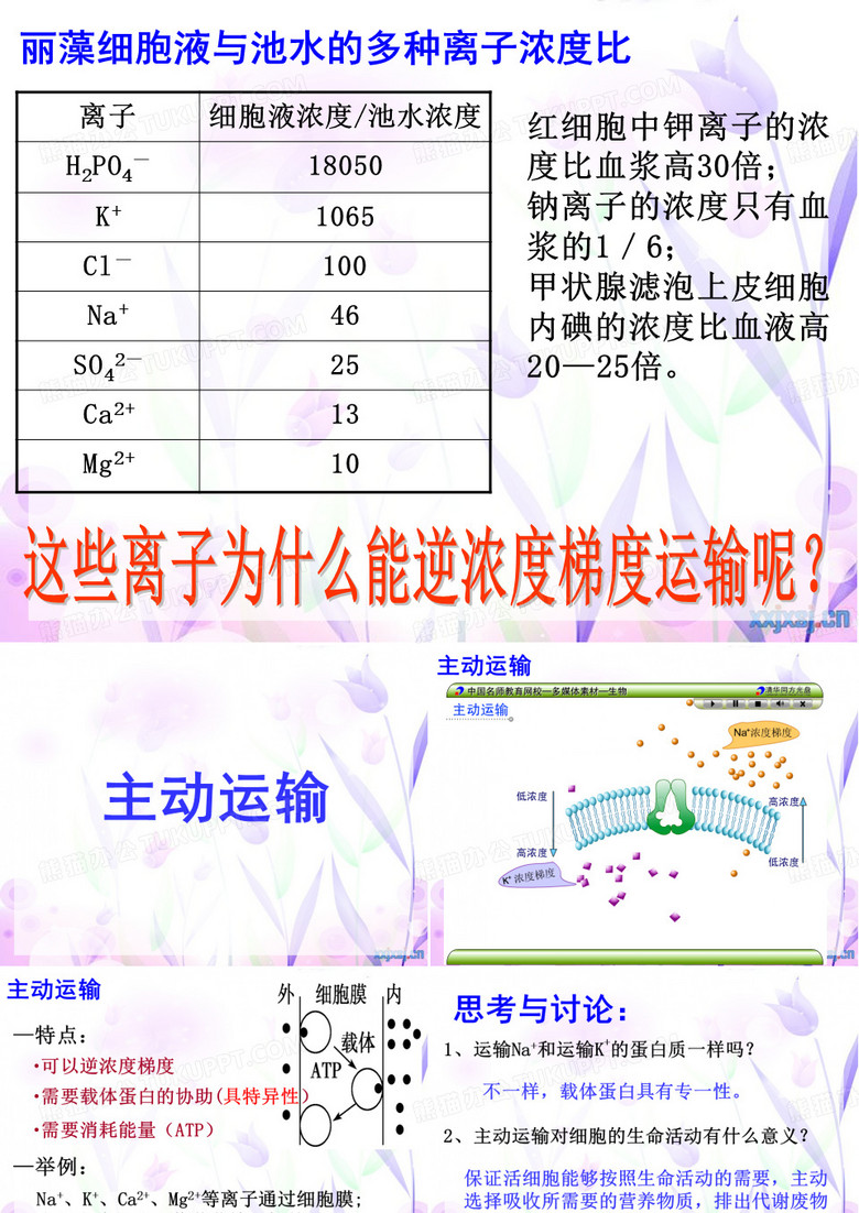 主动运输