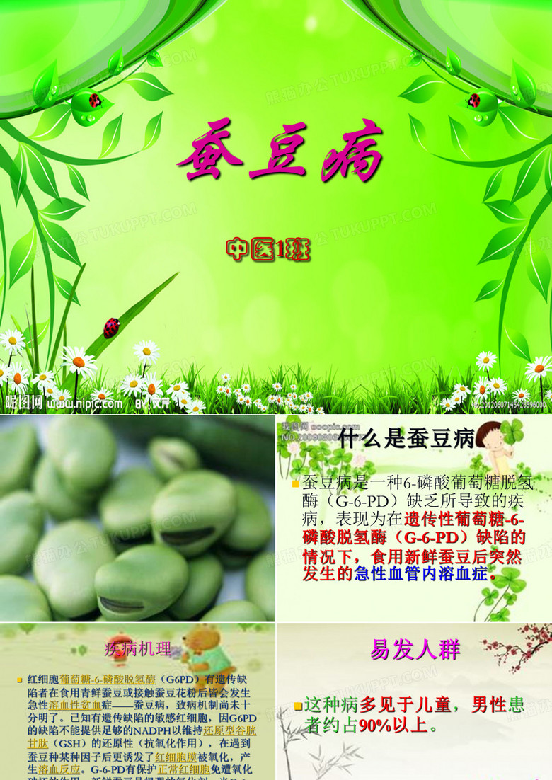 蚕豆病课件