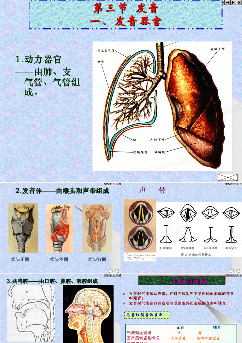 发音器官示意图