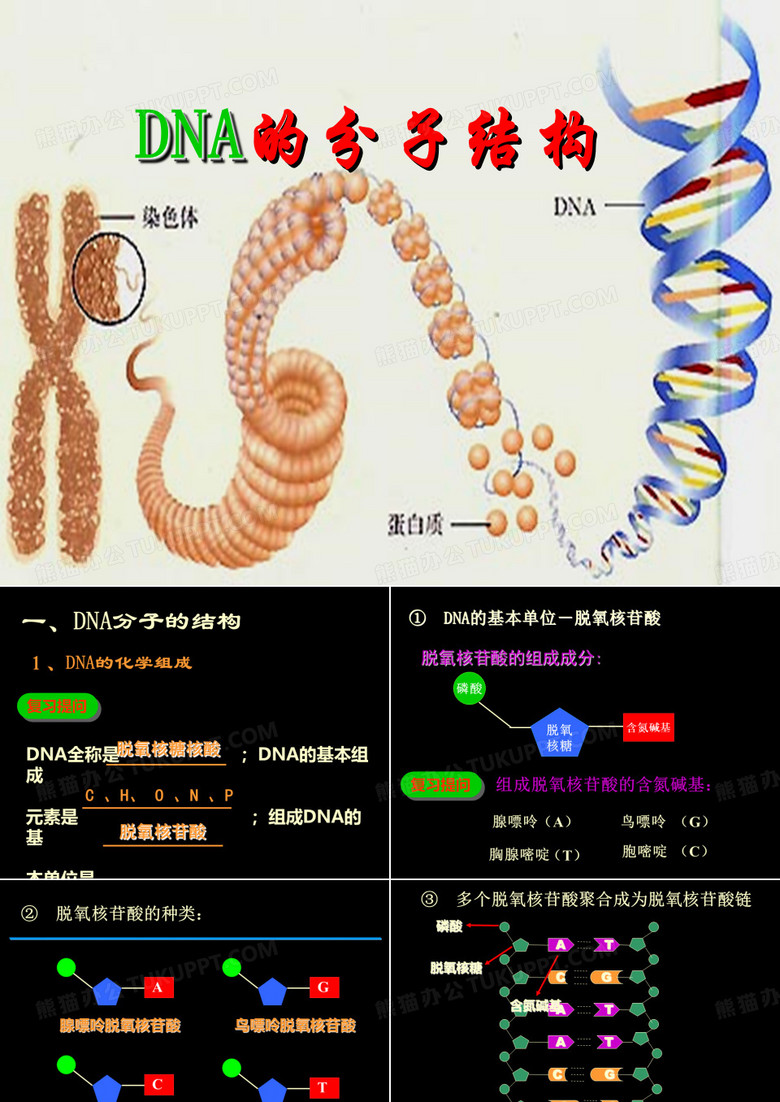 DNA的分子结构