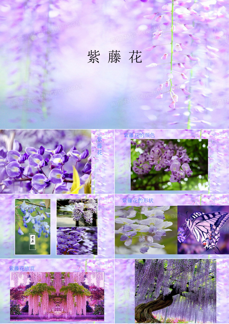 紫藤花—导入PPT