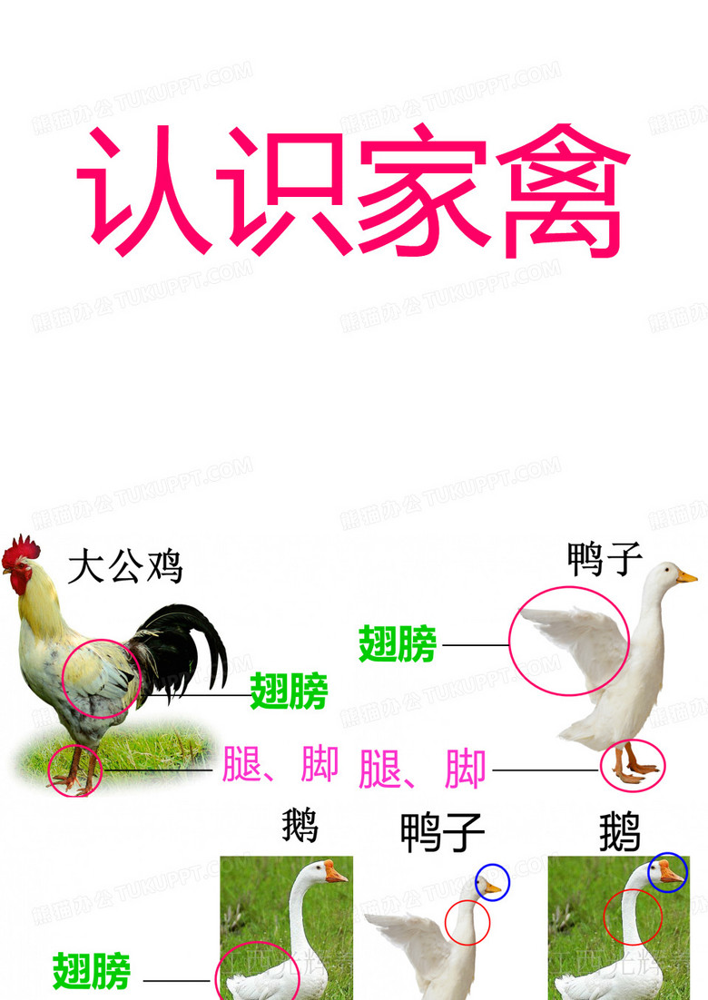 认识家禽