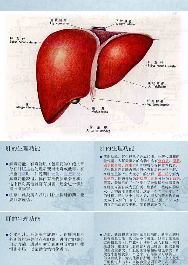 脏腑辨证(肝)
