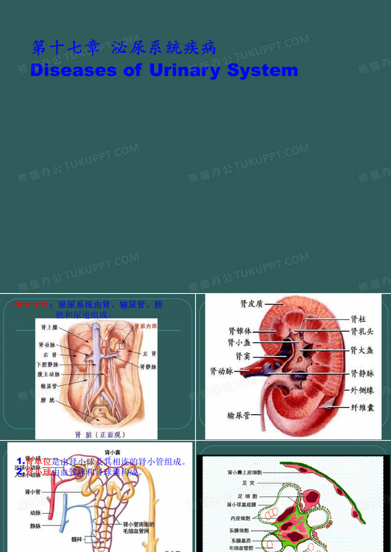 病理学肾小球肾炎与肾盂肾炎