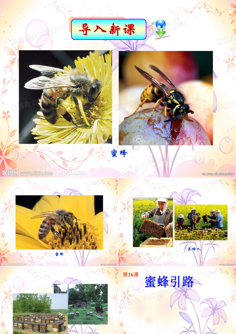 26 蜜蜂引路