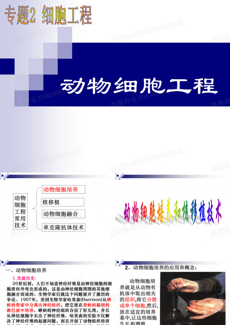 动物细胞工程