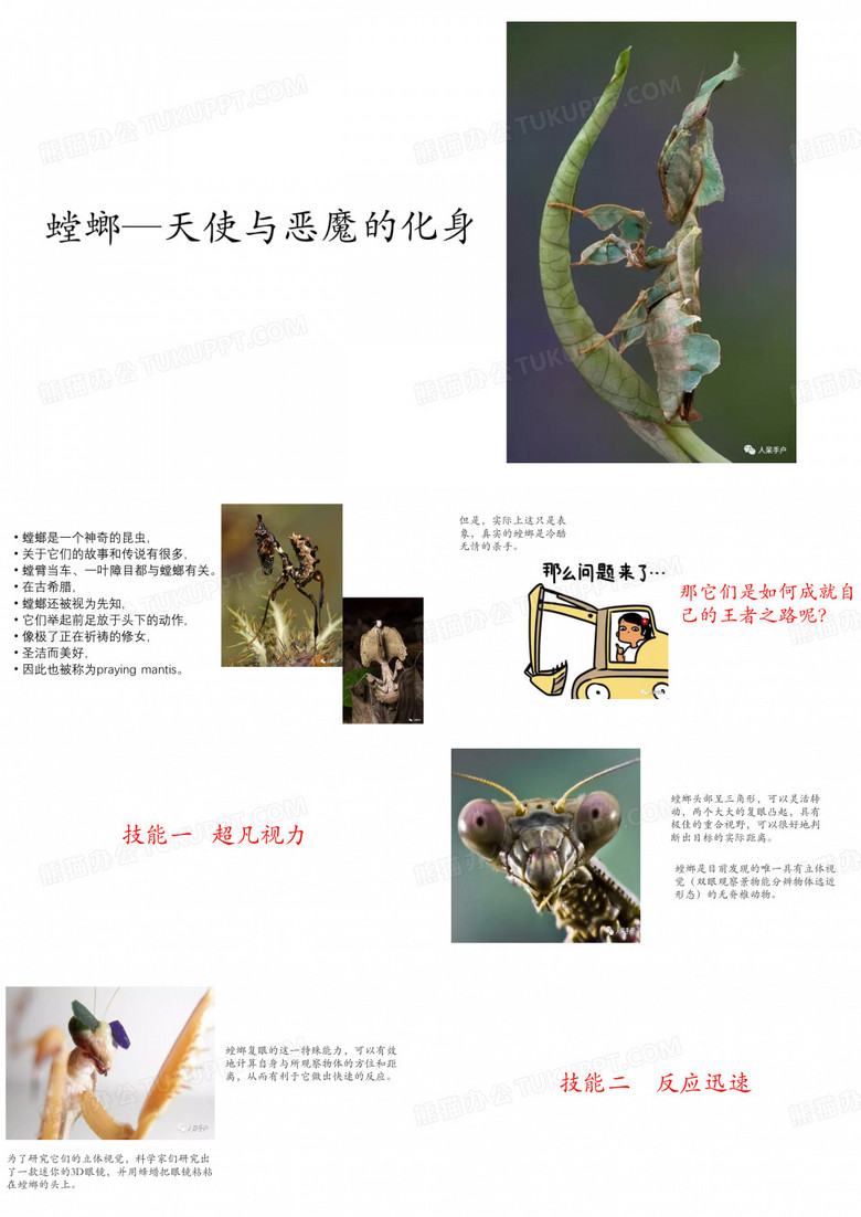 螳螂