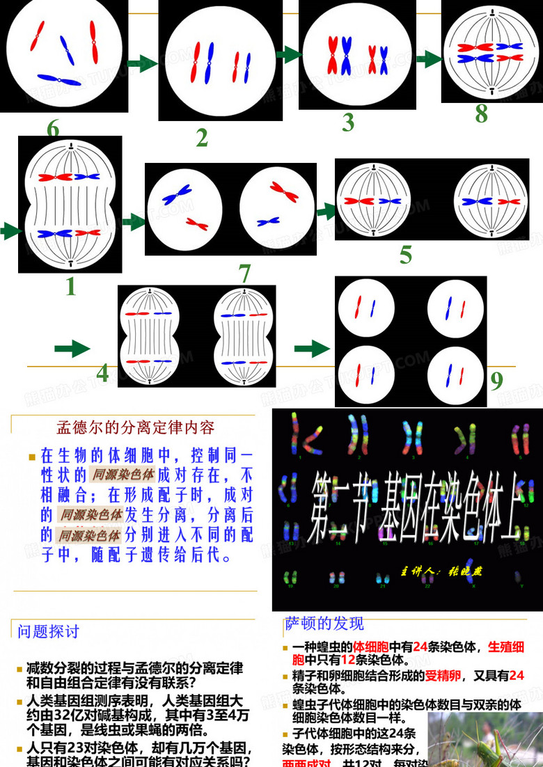 基因在染色体上