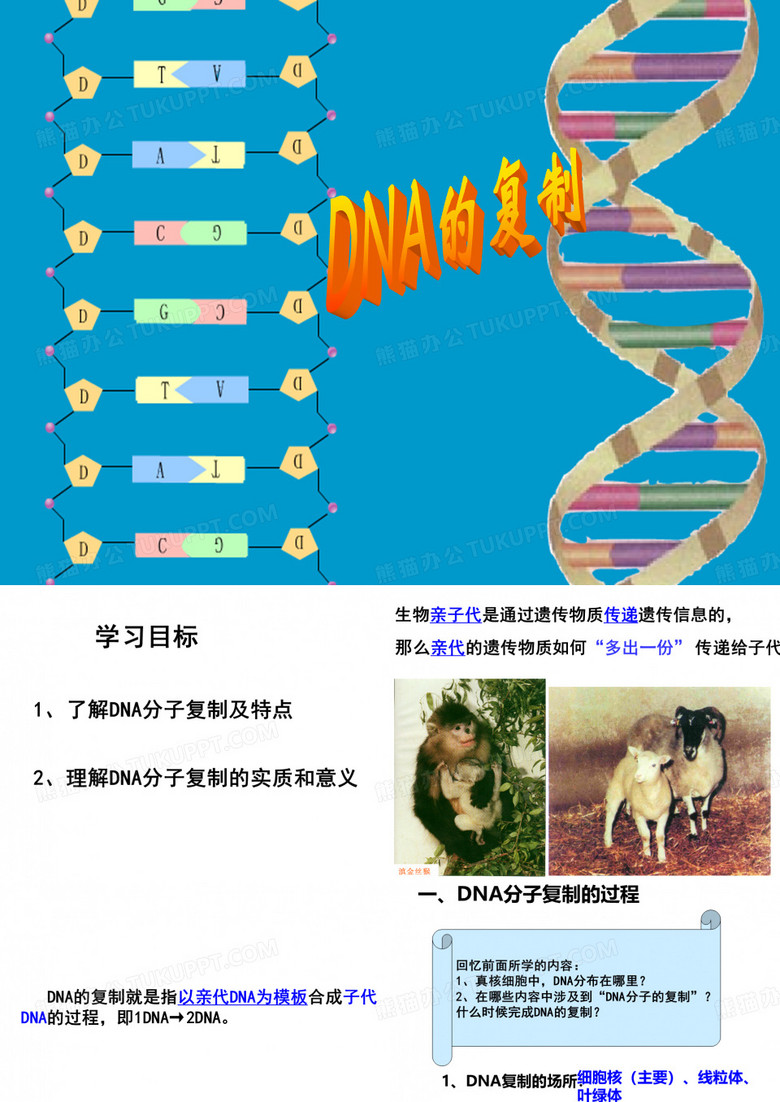DNA的半保留复制