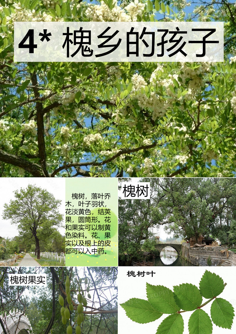 槐乡的孩子(修改)