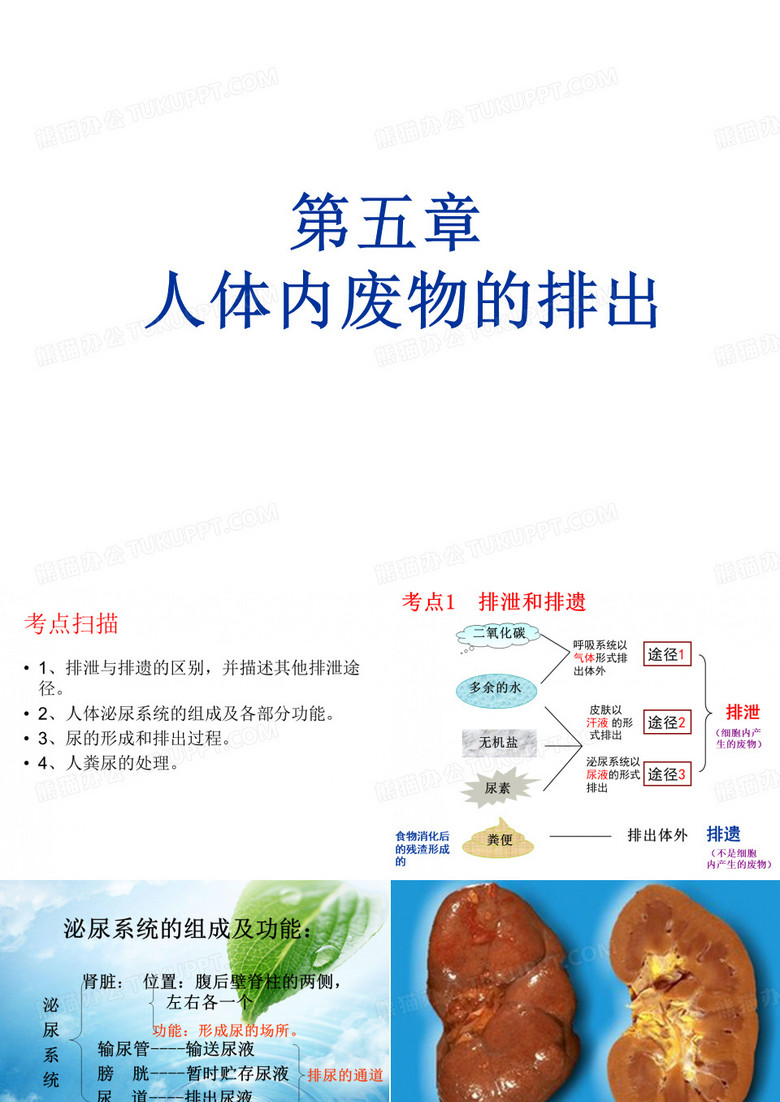 人体内废物的排出