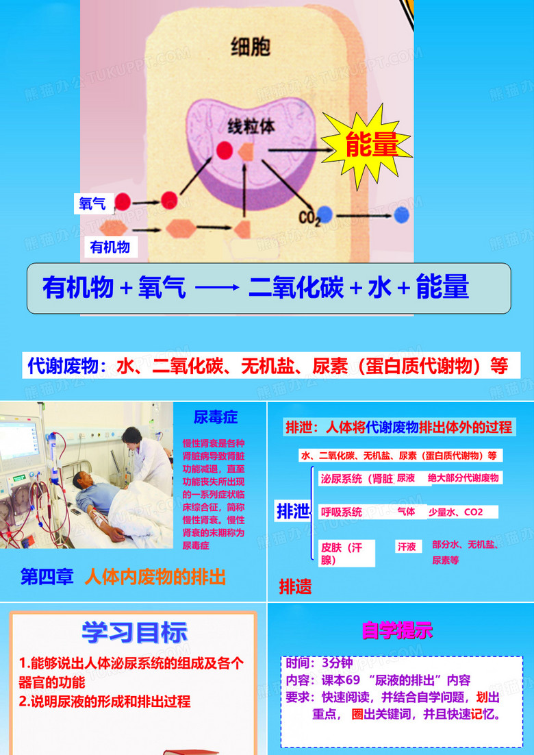 人体内废物的排出