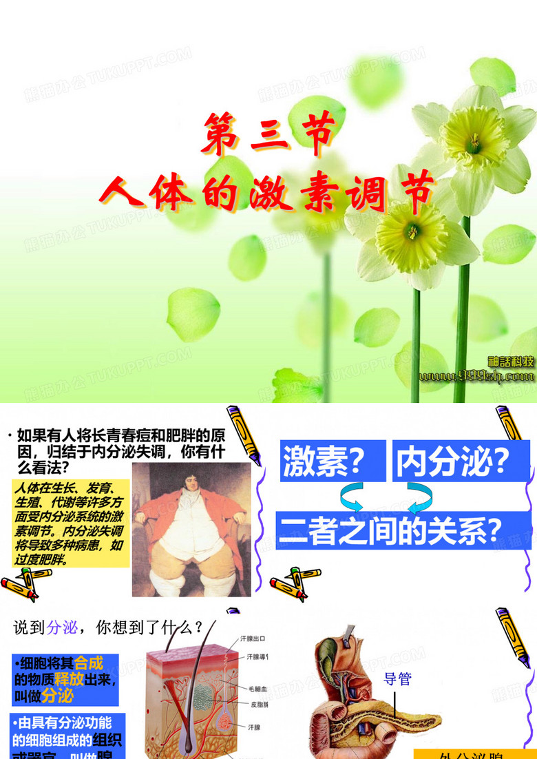 人体的激素调节