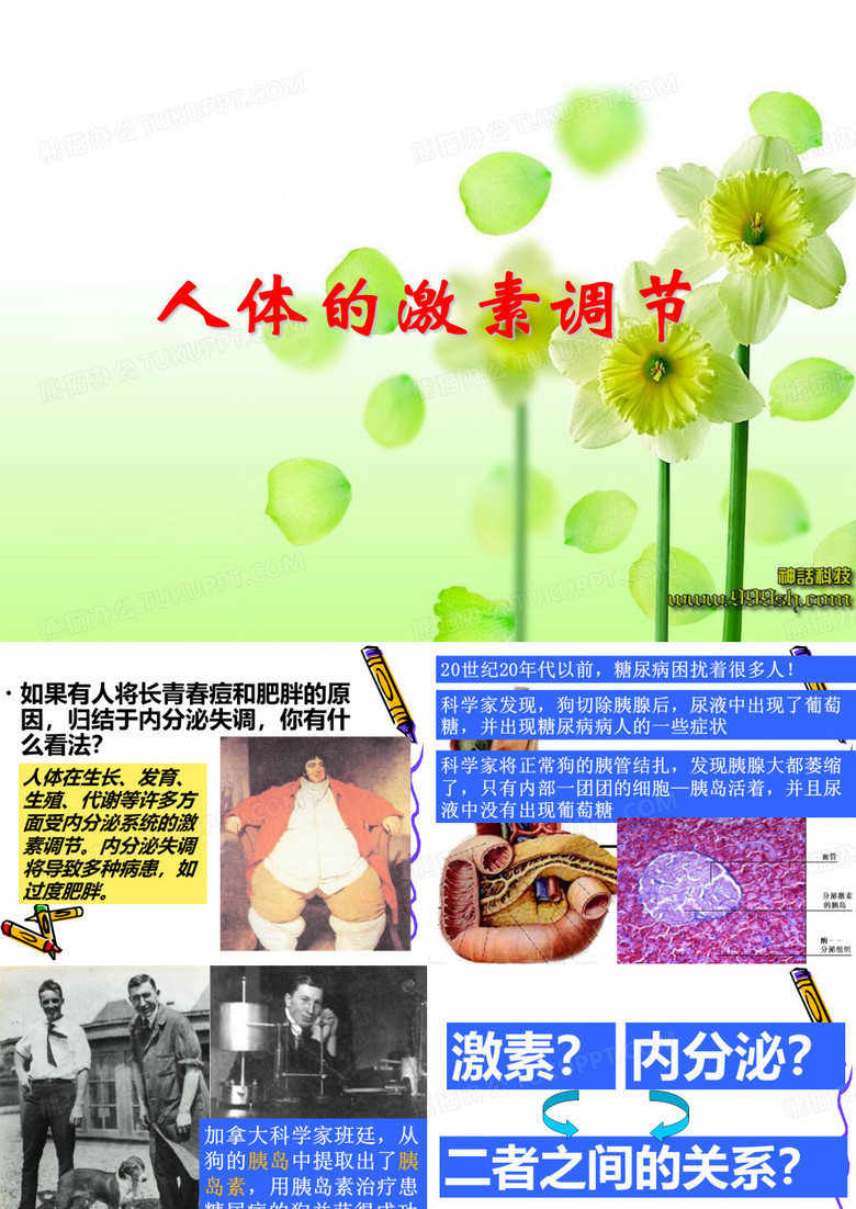 人体的激素调节