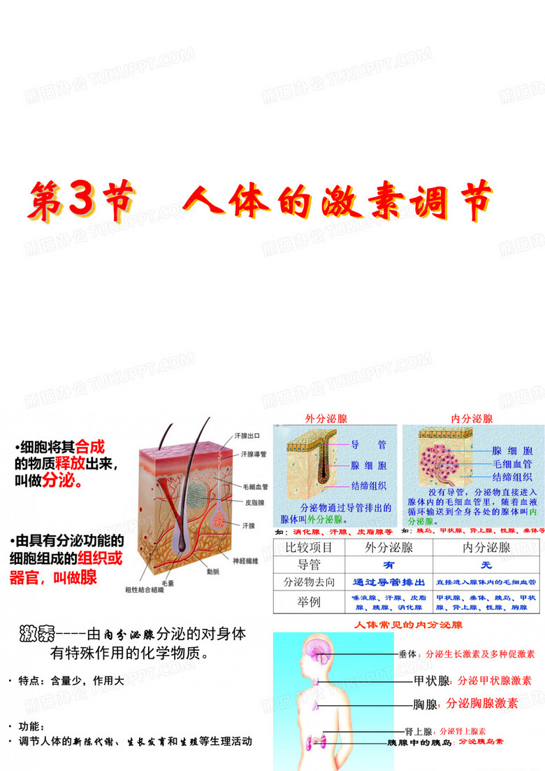 人体的激素调节