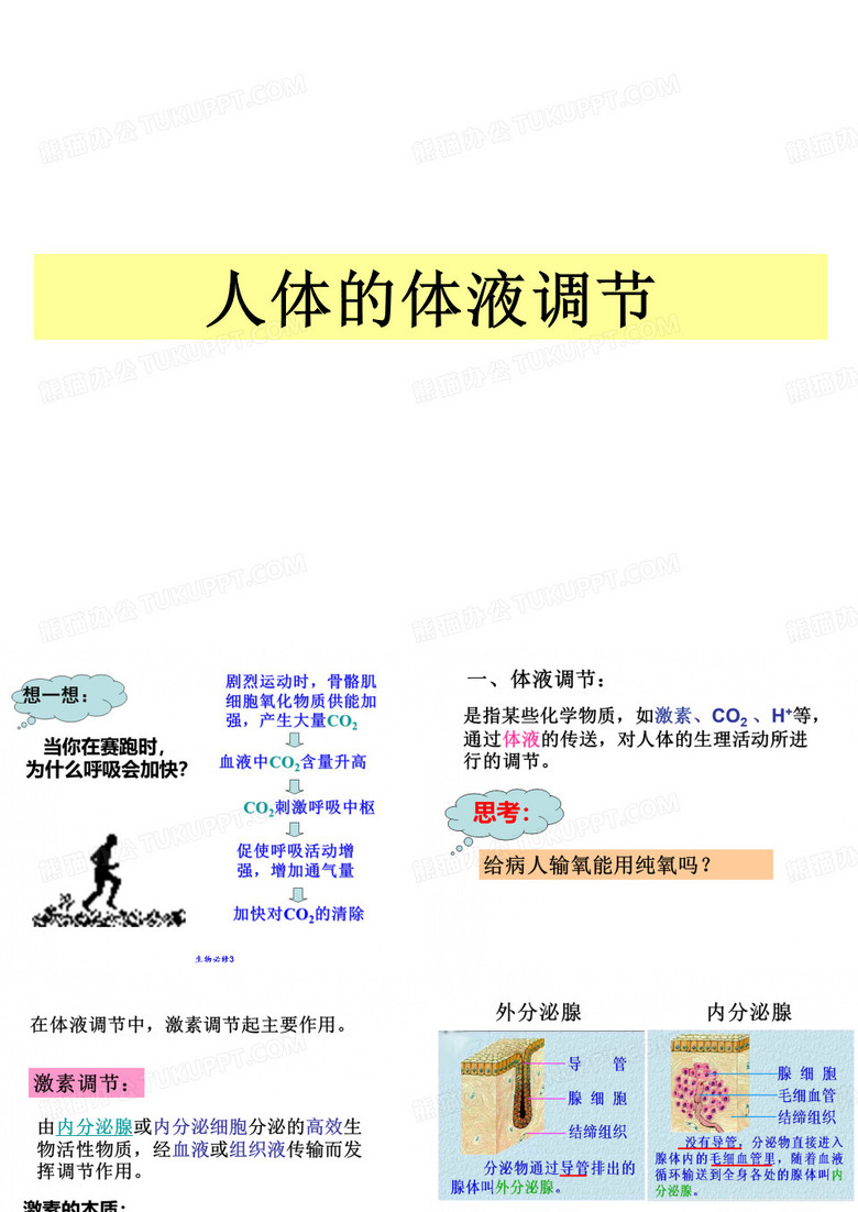 人体的激素调节ppt