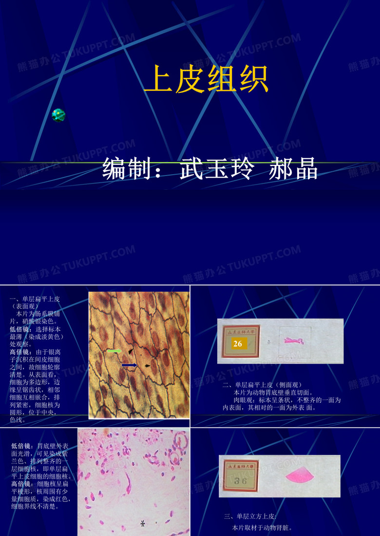 上皮组织