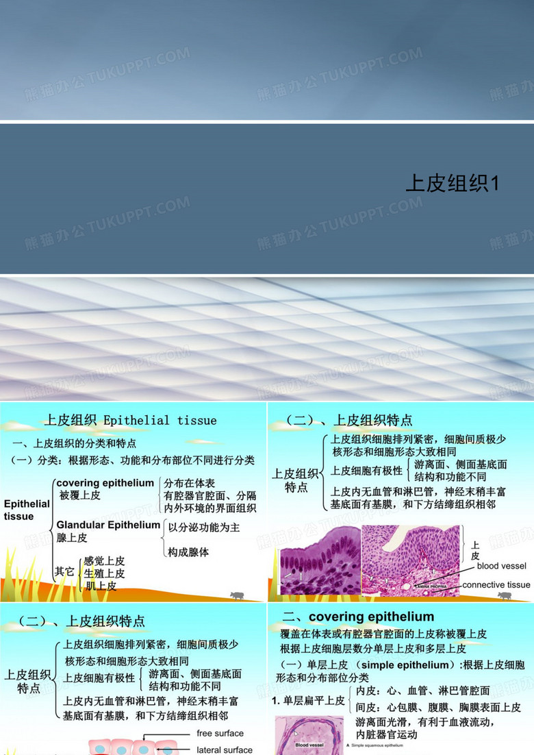 上皮组织1