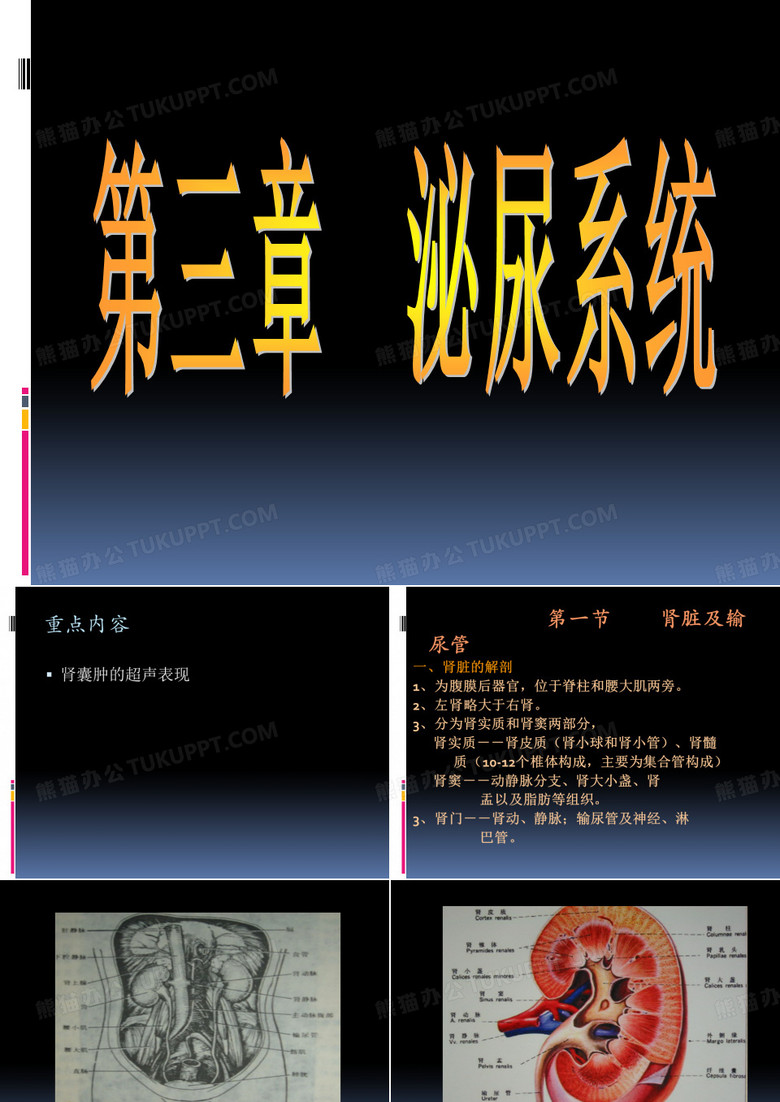 泌尿系统彩超教学