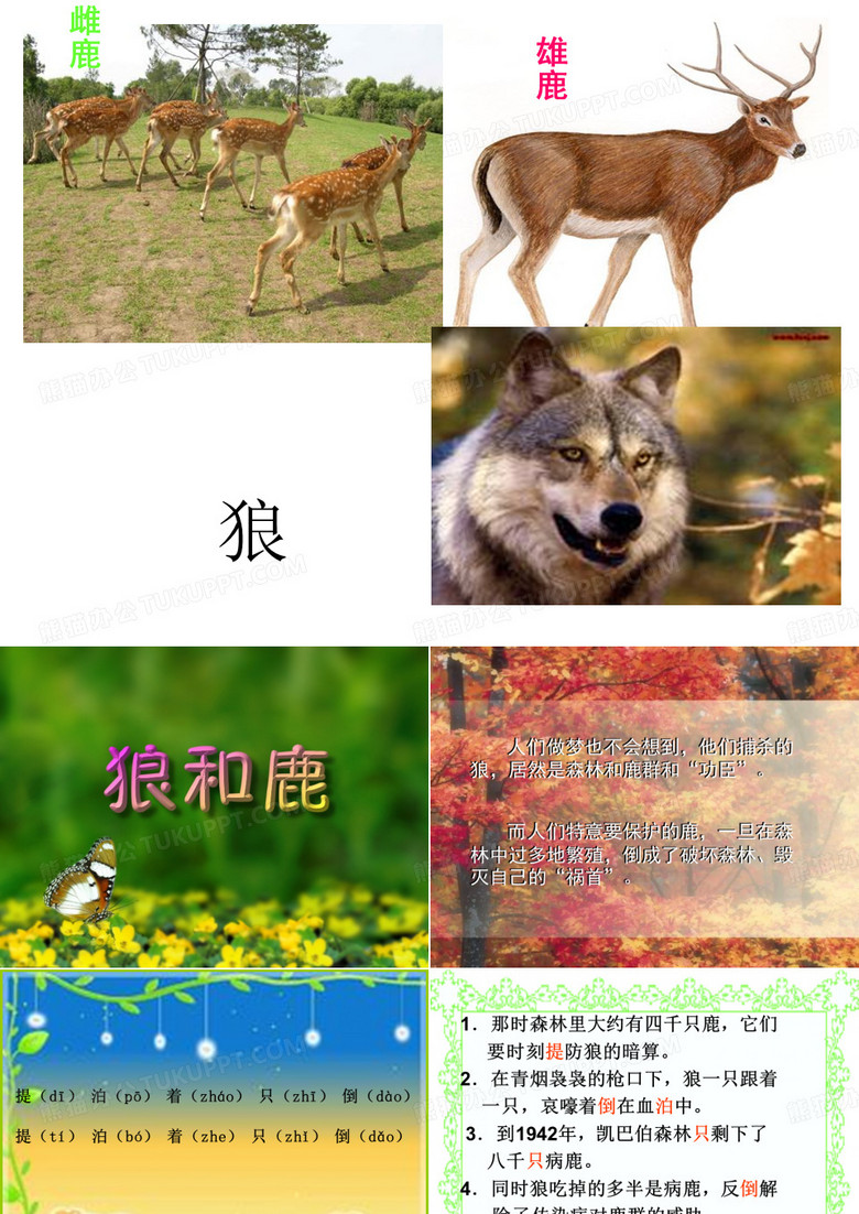 《狼和鹿》PPT课件