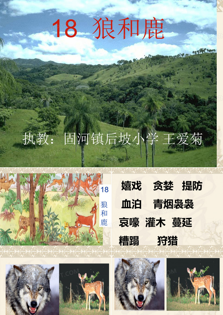 狼和鹿讲课课件