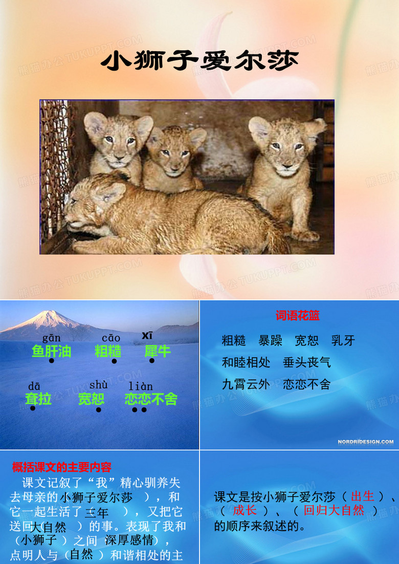 小狮子爱尔莎
