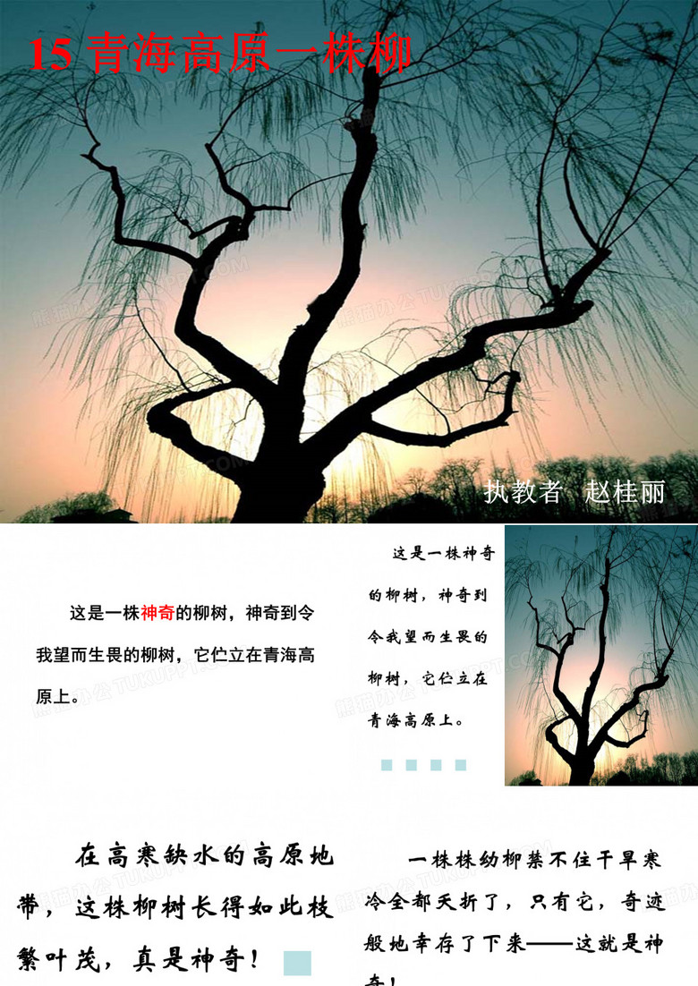 青海高原一株柳