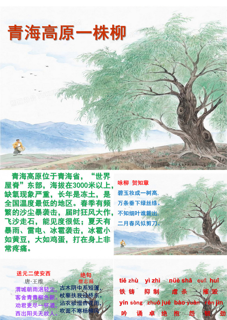 15、《青海高原一株柳》