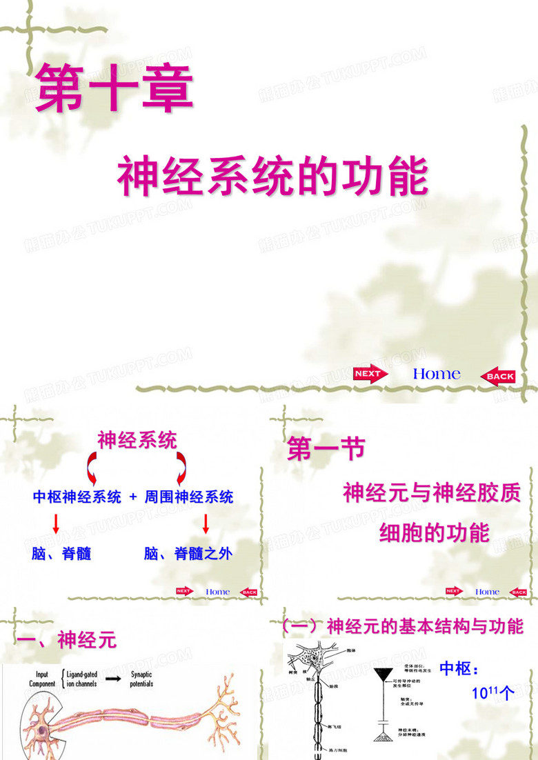 神经系统生理学