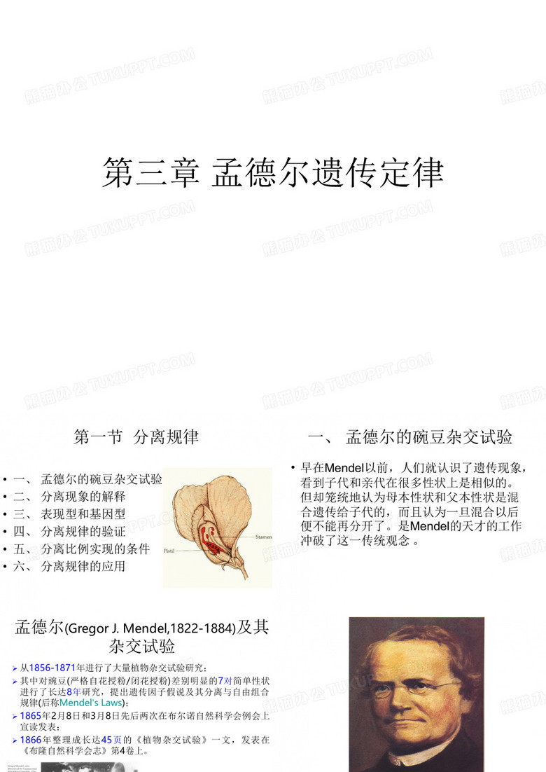 孟德尔遗传定律