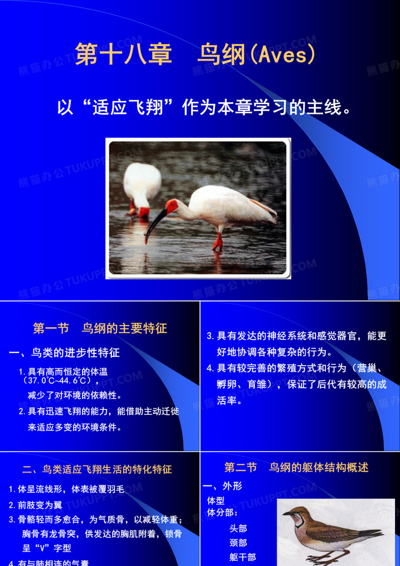 鸟纲(普通动物学)