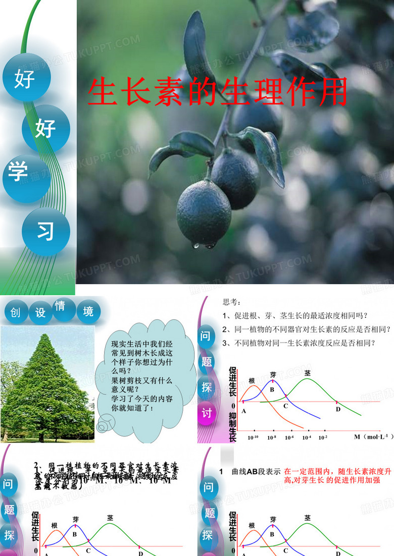 生长素的生理作用