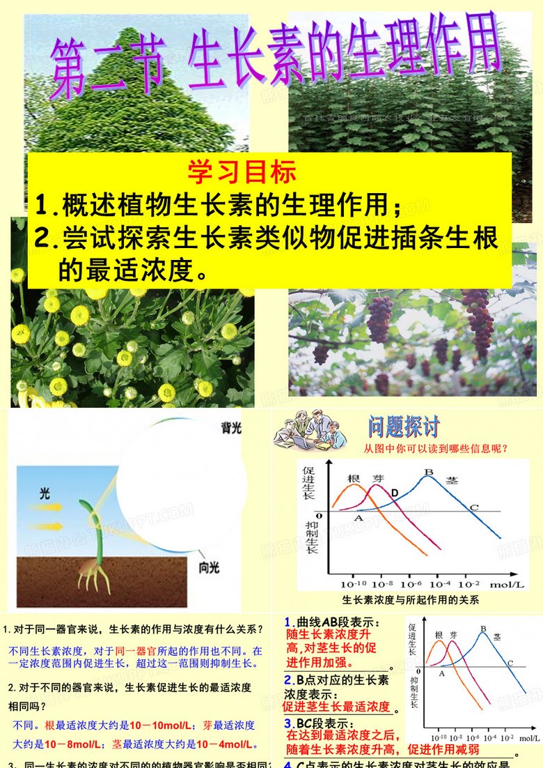 生长素的生理作用