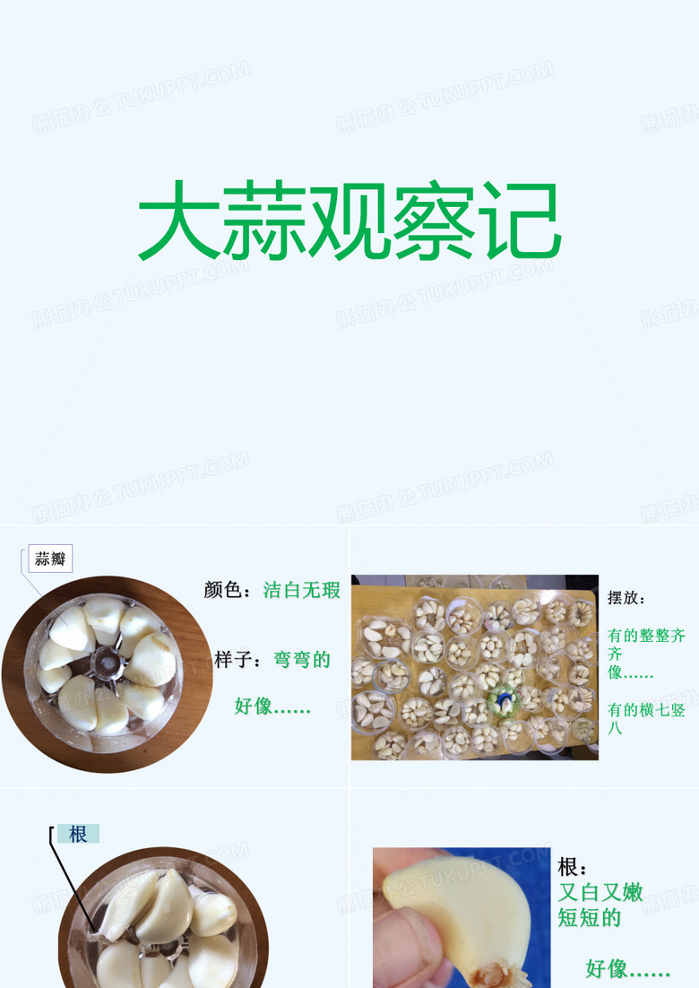 大蒜观察记