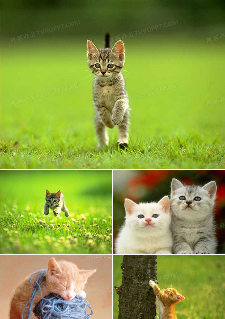 郑振铎 猫