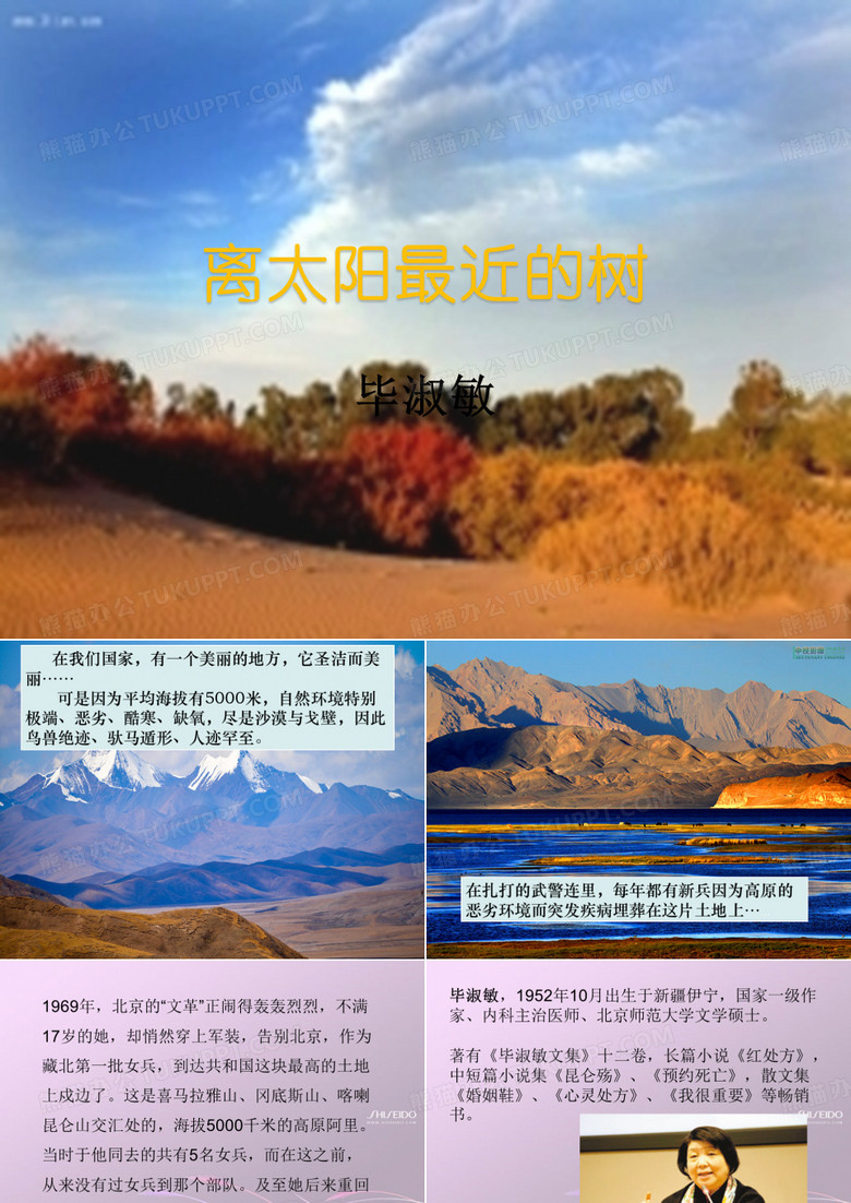 离太阳最近的树