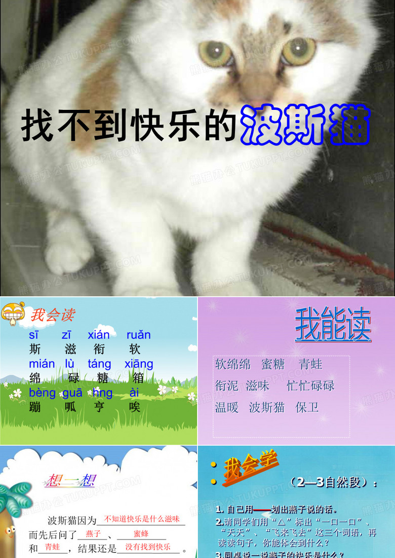 找不到快乐的波斯猫