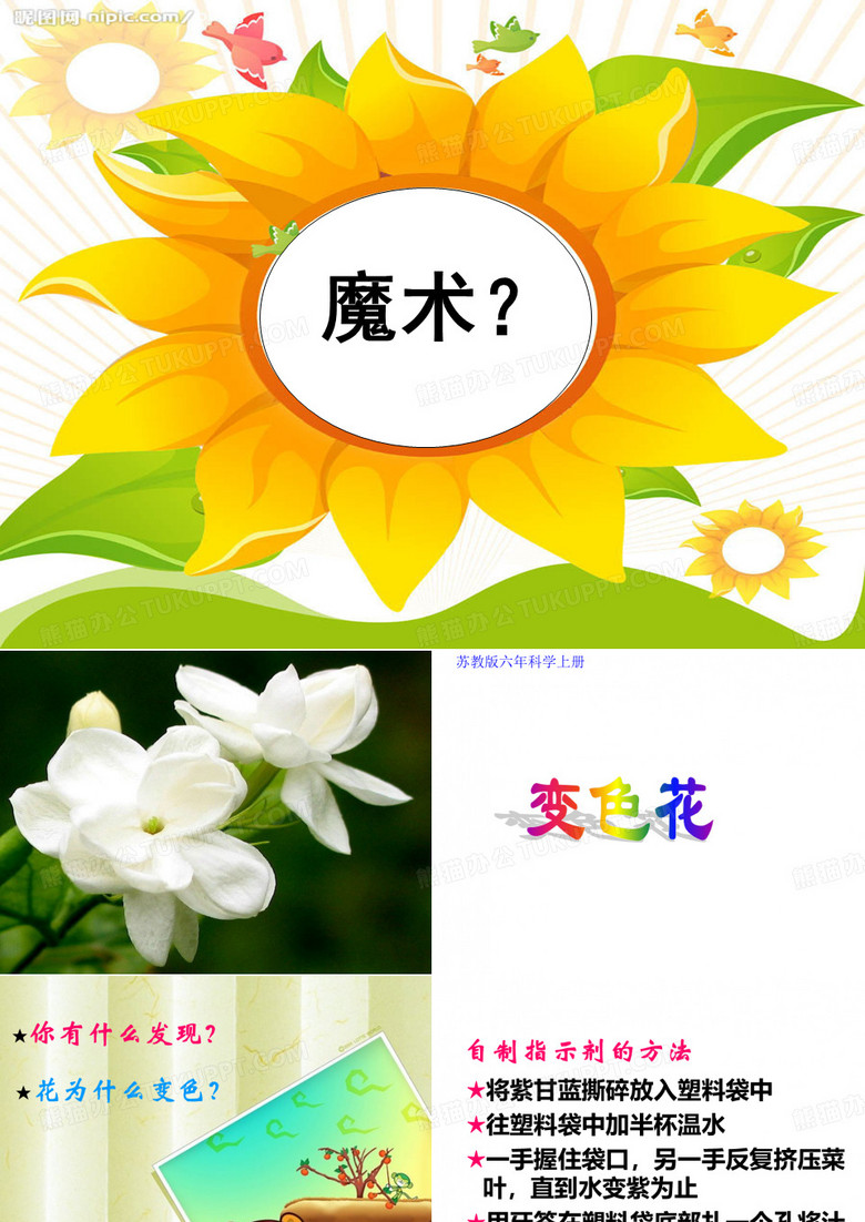 六年级上册科学《变色花》