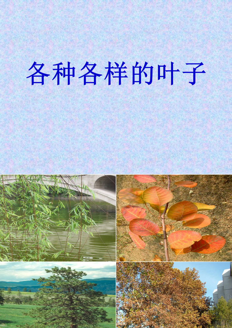 各种各样的叶子PPT课件