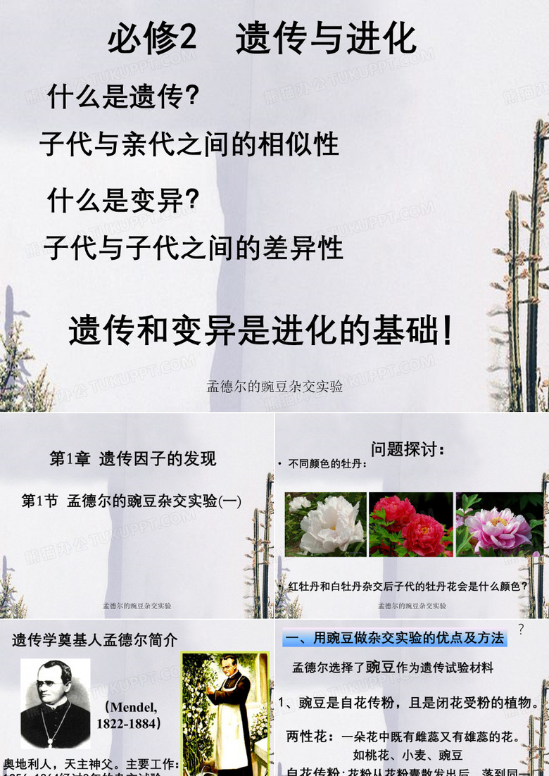 孟德尔的豌豆杂交实验