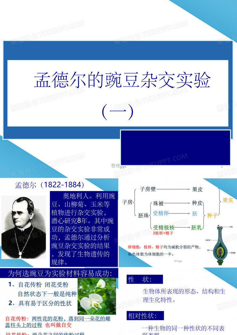 孟德尔的豌豆杂交实验