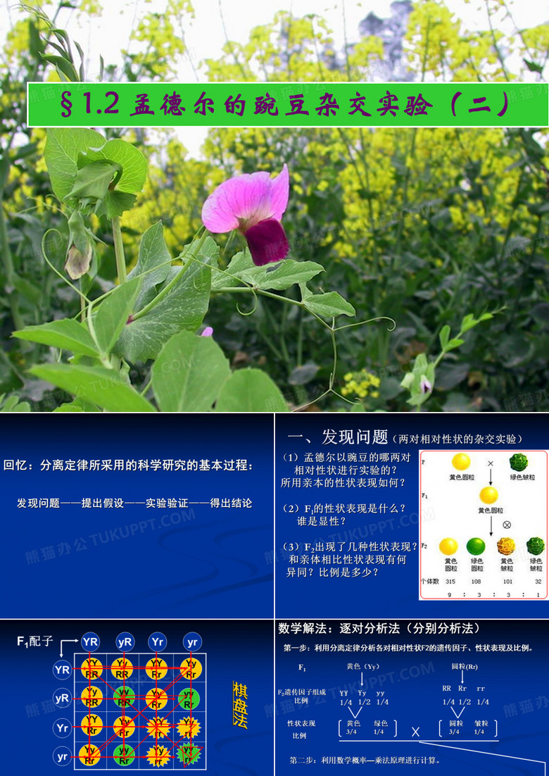 孟德尔豌豆杂交实验