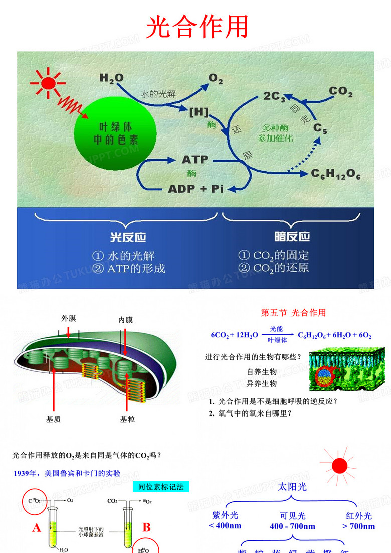 高中生物《光合作用》课件.ppt