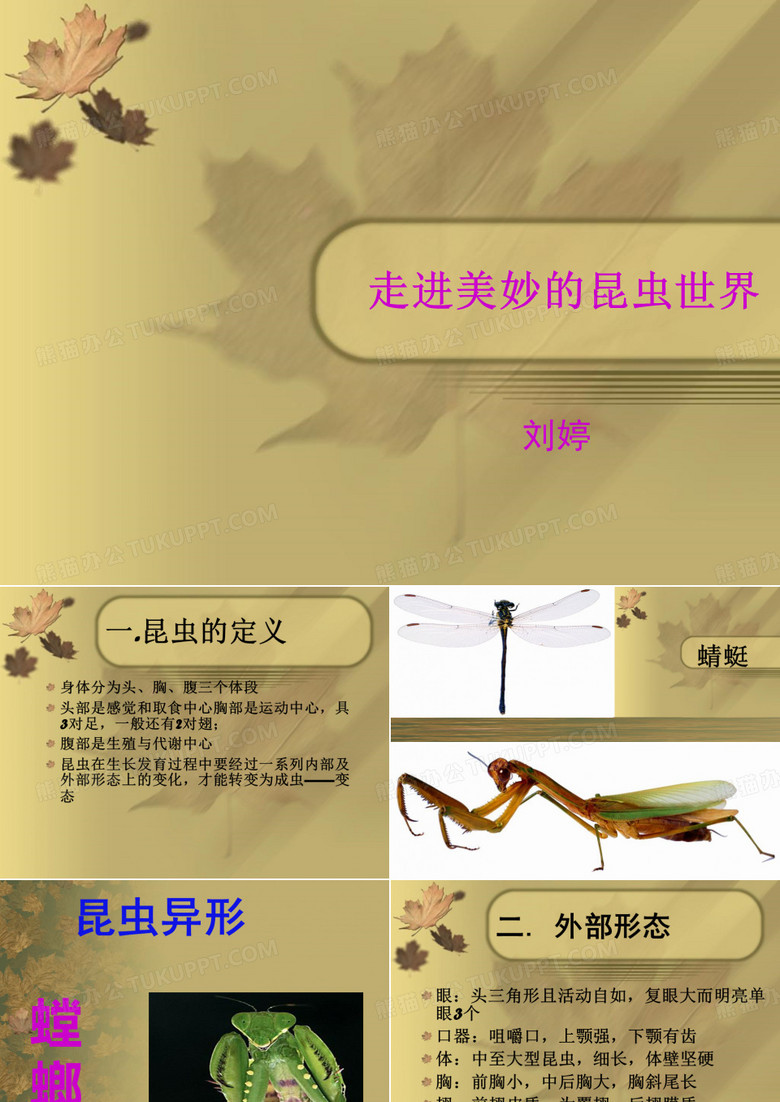 螳螂讲课课件